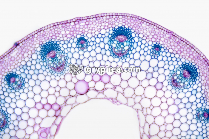 Tige de Dicotylédone - structure primaire CT x25 - gryphea.com